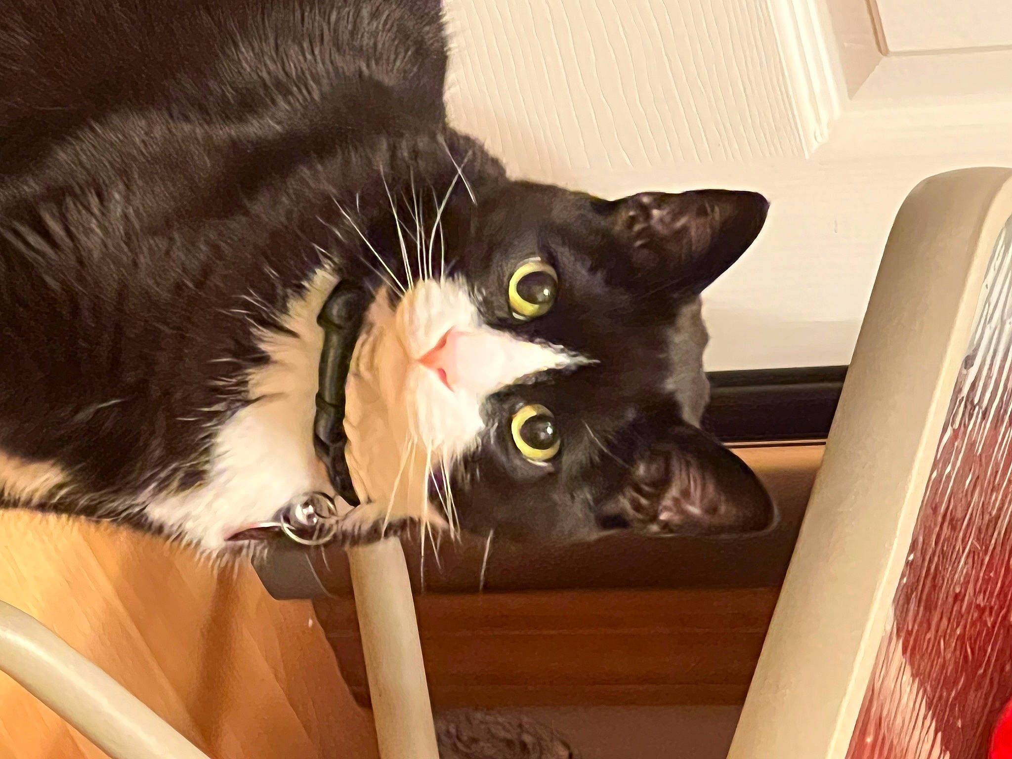 Oreo joined the competition — help win amazing prizes! black_cat, carnivore, cat, cat_supply, comfort, domestic_short_haired_cat, felidae, fur, hardwood, havana_brown, paw, pet_supply, small_to_medium_sized_cats, snout, tail, whiskers, wood