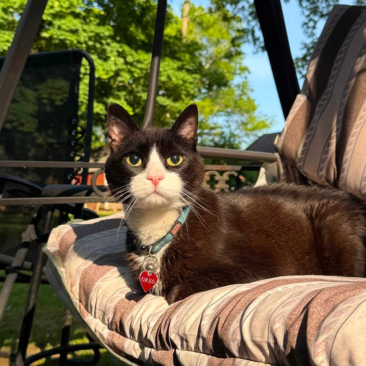 Oreo joined the competition — help win amazing prizes! animal, cat, closeup, cushion, daylight, ears, furniture, garden, greenery, nature, outdoor, pet_collar, pet_tag, pink_nose, portrait, relaxing, sunlight, swing_chair, tuxedo_cat, whiskers
