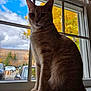 cat, feline, pet, window, windowsill, autumn, leaves, tree, outdoors, sky, clouds, backlit, silhouette, portrait, whiskers, paws, orange_tabby, tabby_cat, domestic_cat, sitting