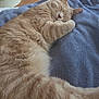 cat, sleeping_cat, ginger_cat, orange_tabby, fur, whiskers, paw, blanket, blue_blanket, bed, cozy, indoor, wooden_floor, ear, nap, relaxed, closeup, pet, domestic_cat, adorable