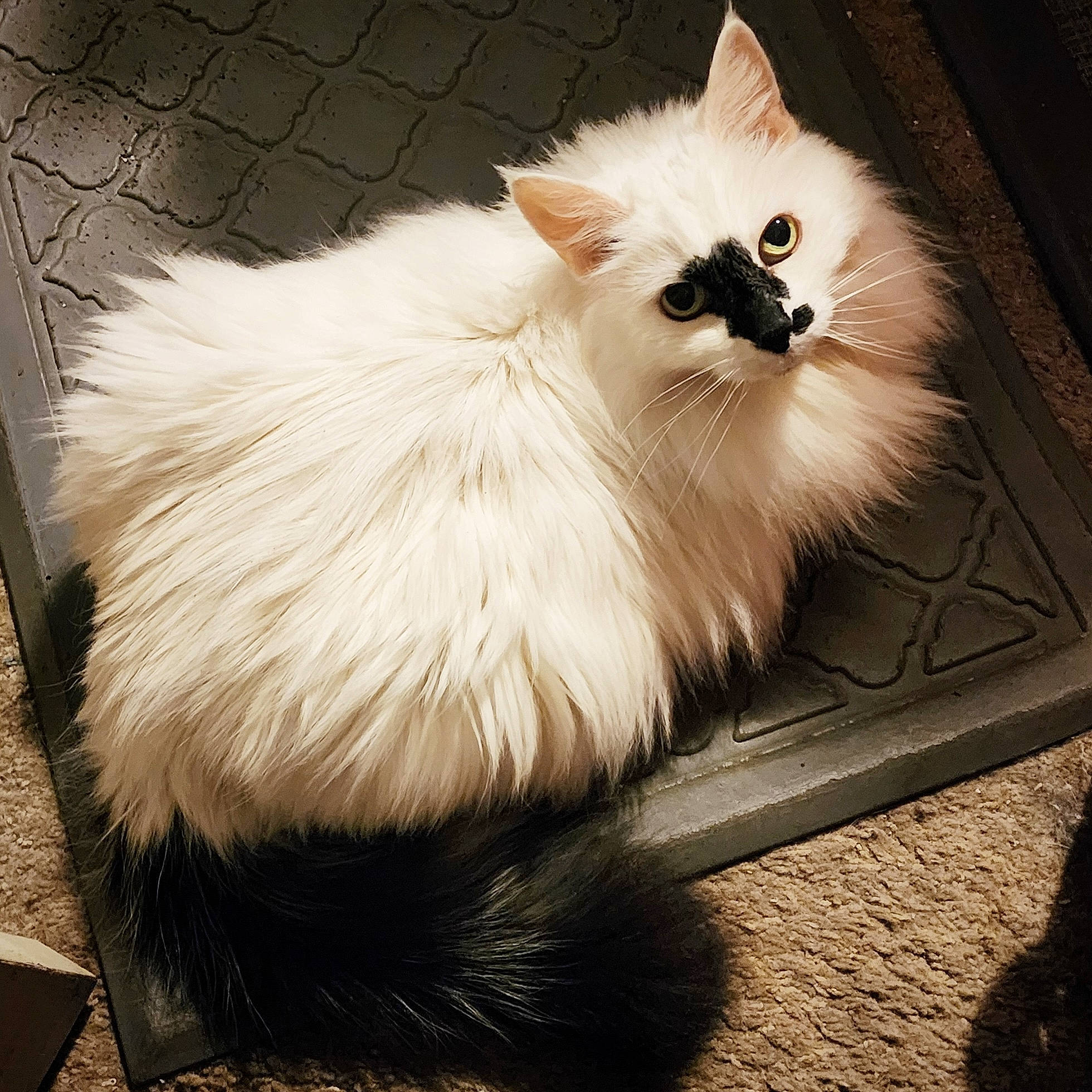 Angel is registered to the contest to win money with this photo: british_longhair, carnivore, cat, fang, fawn, felidae, fur, laperm, natural_material, persian, small_to_medium_sized_cats, snout, tail, terrestrial_animal, whiskers