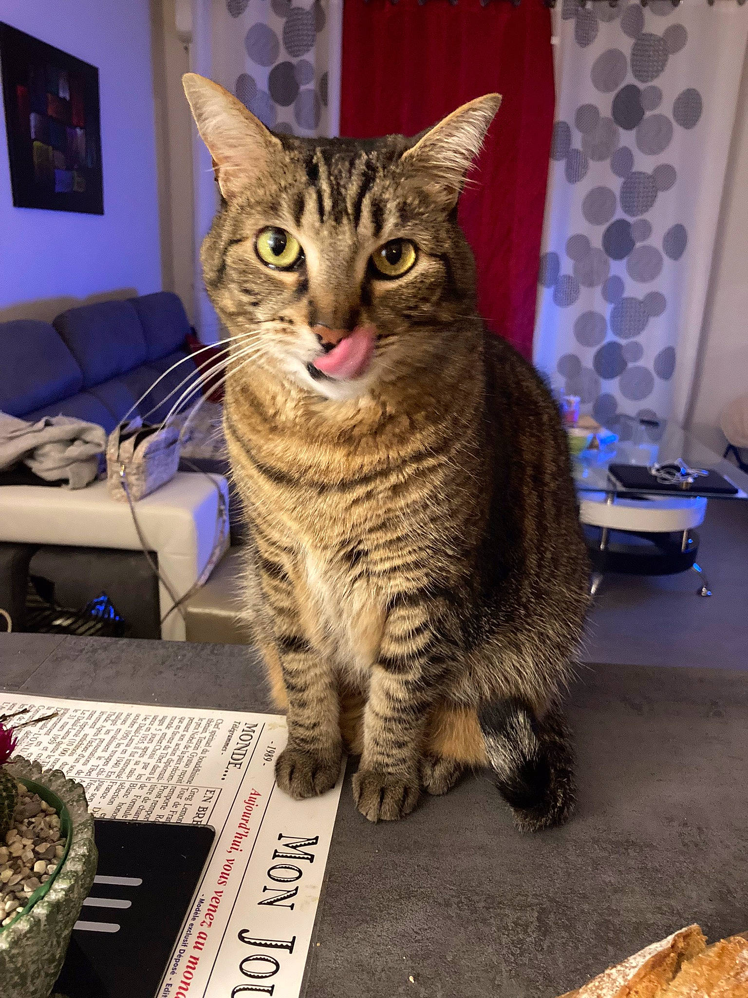 Hélios participe au concours pour gagner de l'argent avec cette photo : carnivore, cat, comfort, computer_keyboard, curtain, domestic_short_haired_cat, felidae, fur, head, paw, picture_frame, sitting, small_to_medium_sized_cats, snout, tail, whiskers