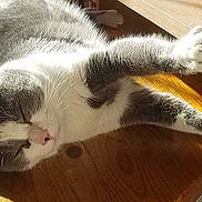 Tag a rejoint le concours — aidez-le/la à gagner de superbes lots ! cat, grey_cat, white_cat, sleeping, stretching, sunlight, wooden_surface, indoor, pet, feline, relaxed, paw, closeup, domestic_cat, animal, whiskers, resting, sunbeam, cute, fur