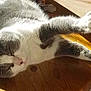 cat, grey_cat, white_cat, sleeping, stretching, sunlight, wooden_surface, indoor, pet, feline, relaxed, paw, closeup, domestic_cat, animal, whiskers, resting, sunbeam, cute, fur