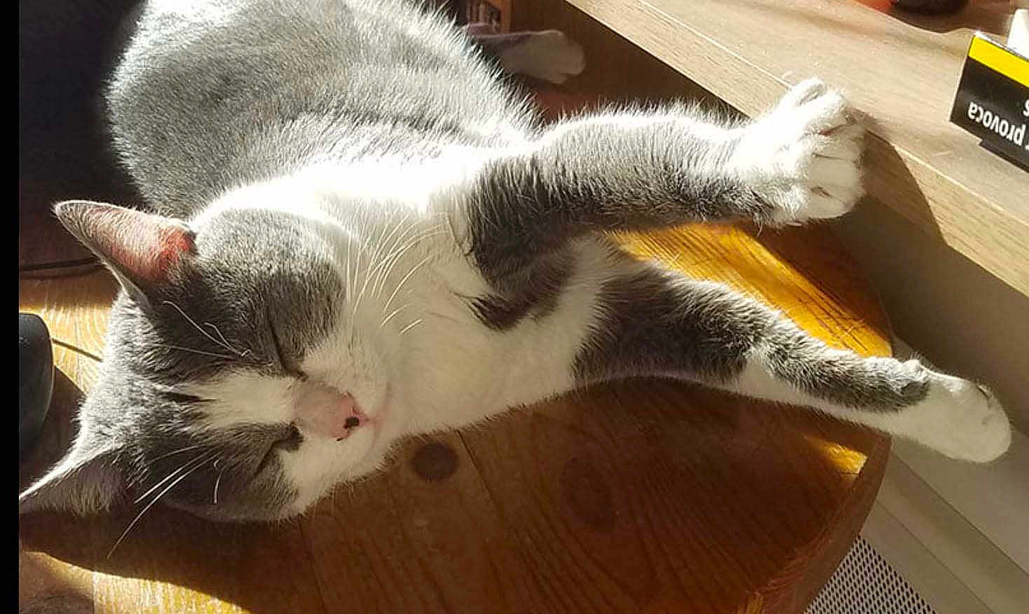 Tag a rejoint le concours — aidez-le/la à gagner de superbes lots ! cat, grey_cat, white_cat, sleeping, stretching, sunlight, wooden_surface, indoor, pet, feline, relaxed, paw, closeup, domestic_cat, animal, whiskers, resting, sunbeam, cute, fur