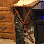 Sara joined the competition — help win amazing prizes! cat, tabby, indoor, furniture, wooden_table, carpet, curious, pet, animal, fluffy_object, drawer, cabinet, television, screen, household, domestic, standing, looking_up, collar, room