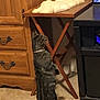 cat, tabby, indoor, furniture, wooden_table, carpet, curious, pet, animal, fluffy_object, drawer, cabinet, television, screen, household, domestic, standing, looking_up, collar, room