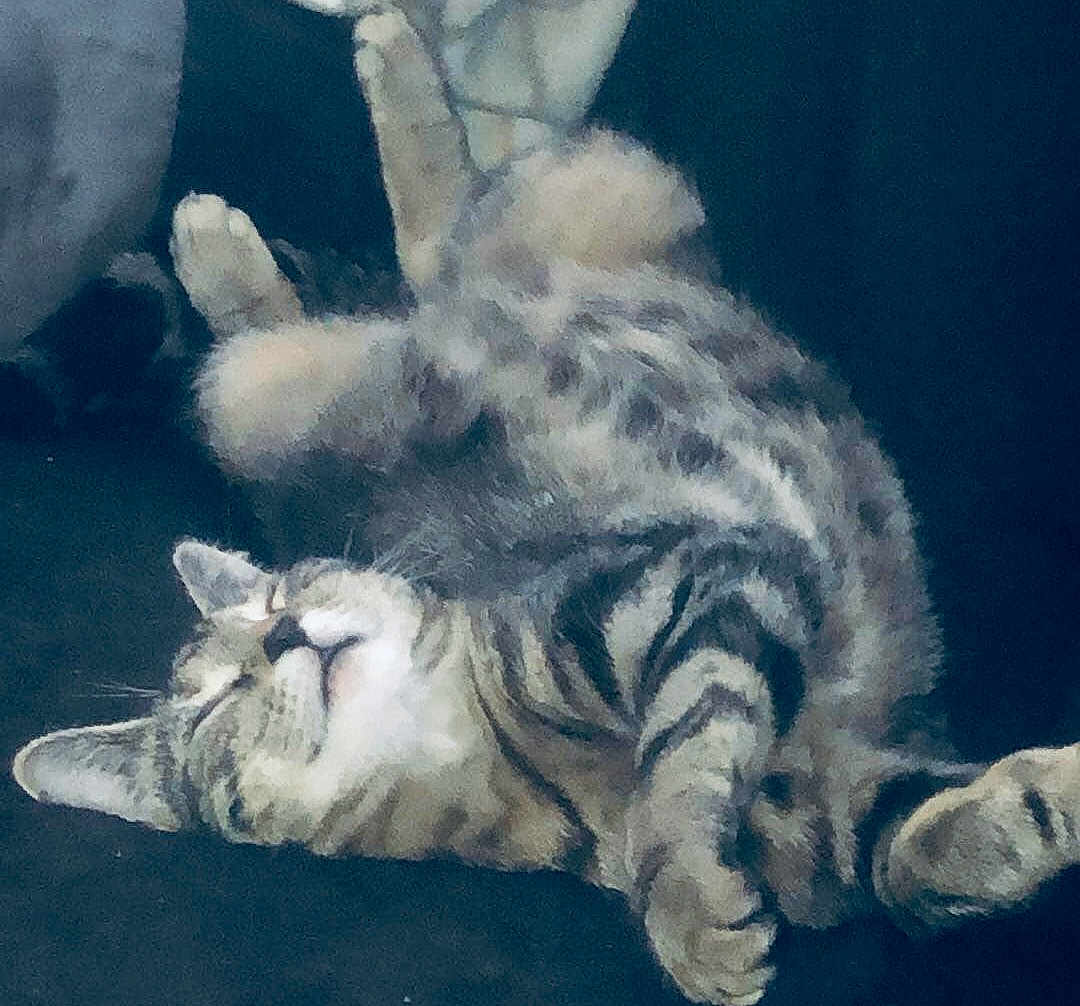 Sara joined the competition — help win amazing prizes! cat, tabby, sleeping, relaxed, fur, pet, animal, whiskers, paw, indoor, cute, feline, resting, cozy, domestic, mammal, soft, striped, peaceful, lying_down