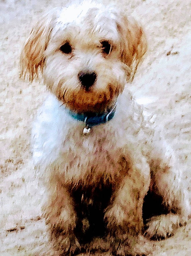 Kallie Hailey joined the competition — help win amazing prizes! canidae, carnivore, collar, companion_dog, dog, dog_breed, dog_collar, dog_supply, fur, labradoodle, maltepoo, non_sporting_group, puppy_love, small_terrier, snout, sporting_group, terrier, toy_dog, water_dog, working_animal