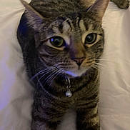 Sassy joined the competition — help win amazing prizes! cat, tabby_cat, pet, animal, feline, collar, bell, whiskers, green_eyes, closeup, indoor, bed, white_bedspread, curious, lying_down, fur, striped, domestic_cat, mammal, cute