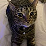 cat, tabby_cat, pet, animal, feline, collar, bell, whiskers, green_eyes, closeup, indoor, bed, white_bedspread, curious, lying_down, fur, striped, domestic_cat, mammal, cute