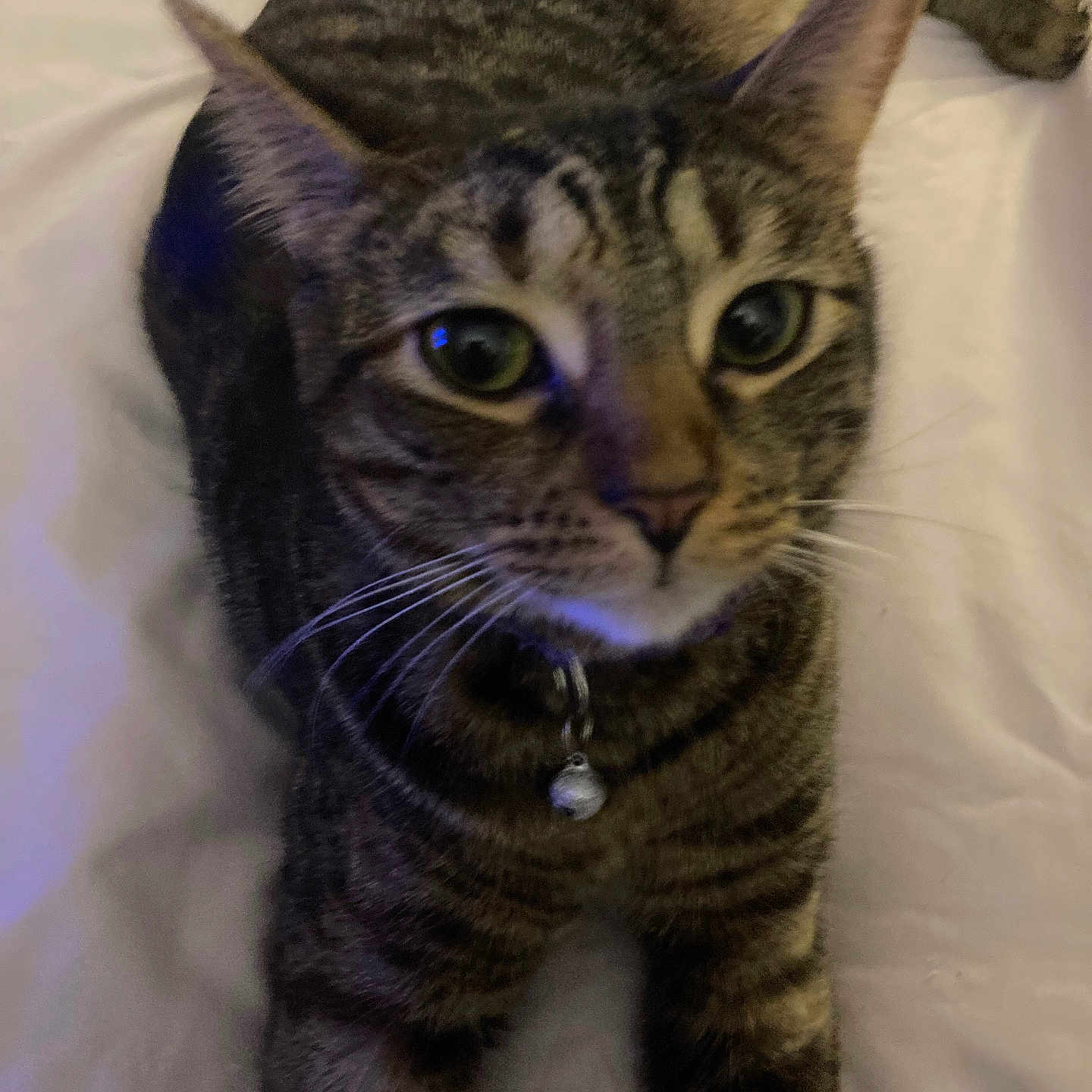 Sassy joined the competition — help win amazing prizes! cat, tabby_cat, pet, animal, feline, collar, bell, whiskers, green_eyes, closeup, indoor, bed, white_bedspread, curious, lying_down, fur, striped, domestic_cat, mammal, cute