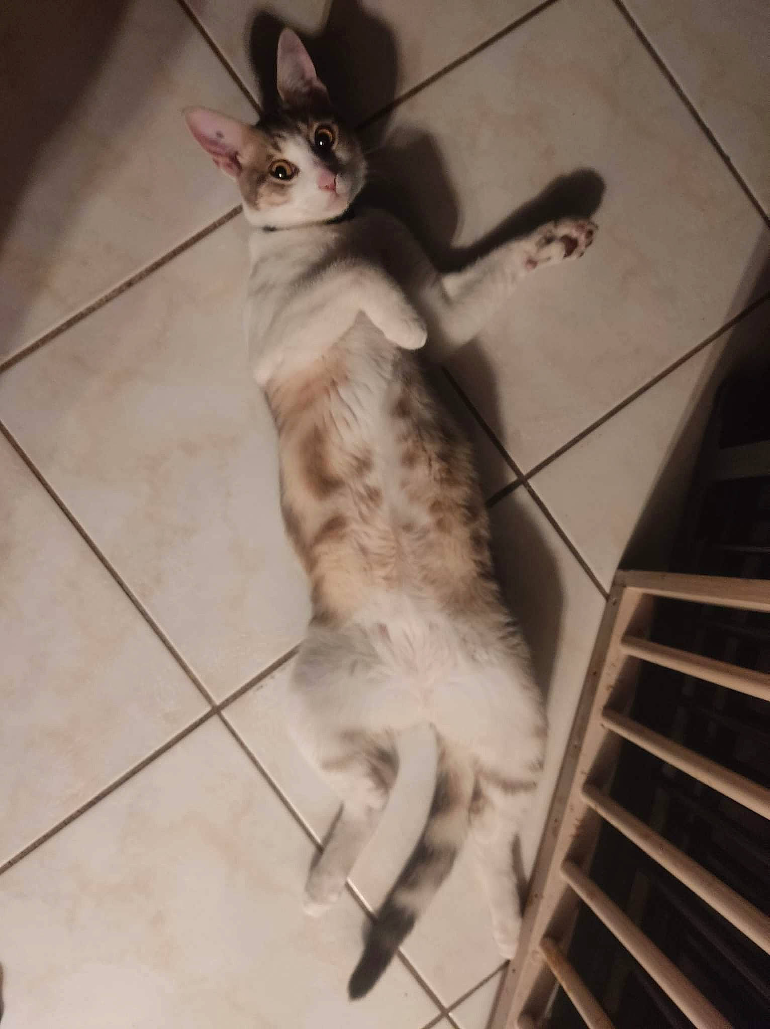 Stitch participe au concours pour gagner de l'argent avec cette photo : canidae, carnivore, cat, companion_dog, dog_breed, domestic_short_haired_cat, fawn, feather, felidae, flooring, foot, fur, human_body, human_leg, paw, small_to_medium_sized_cats, snout, tail, whiskers, wing