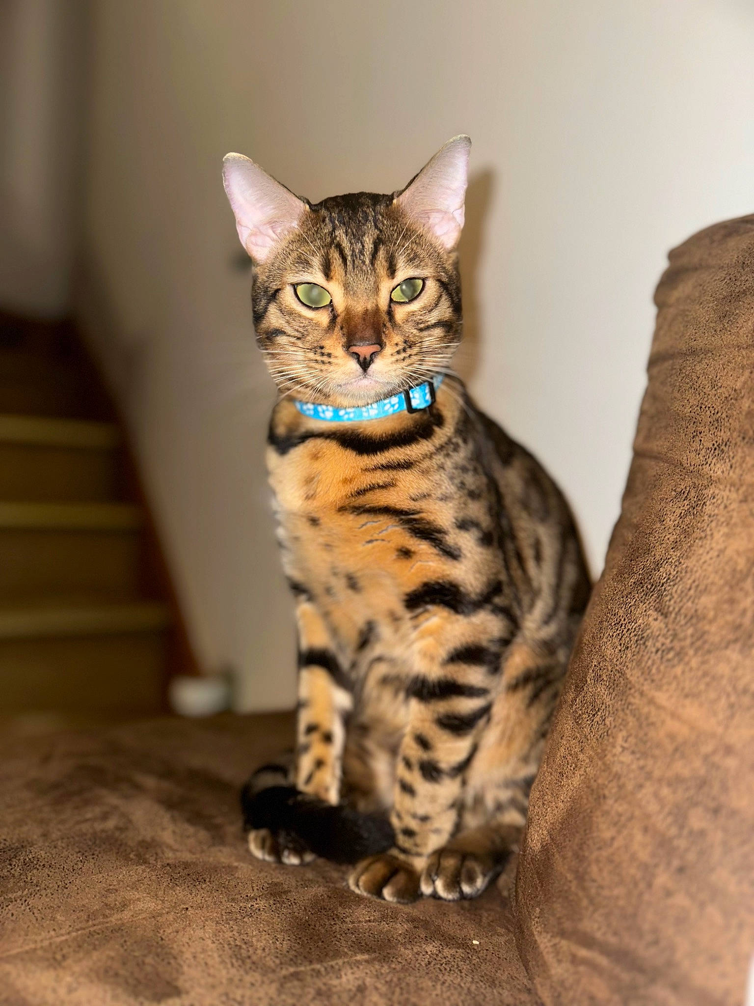 Lucci participe au concours pour gagner de l'argent avec cette photo : carnivore, cat, domestic_short_haired_cat, door, eye, felidae, fur, head, iris, sitting, small_to_medium_sized_cats, snout, tail, terrestrial_animal, whiskers, wildlife