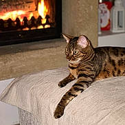 Lucci participe au concours pour gagner de l'argent avec cette photo : animal, bengal_cat, brown, cat, cozy, ears, fireplace, focused, fur, furniture, home, indoor, mammal, ottoman, pet, relaxed, resting, striped, warm_light, whiskers