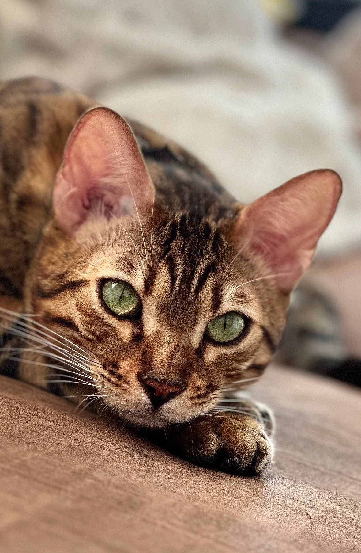 Lucci participe au concours pour gagner de l'argent avec cette photo : carnivore, cat, domestic_short_haired_cat, felidae, fur, paw, small_to_medium_sized_cats, snout, terrestrial_animal, whiskers, wildlife