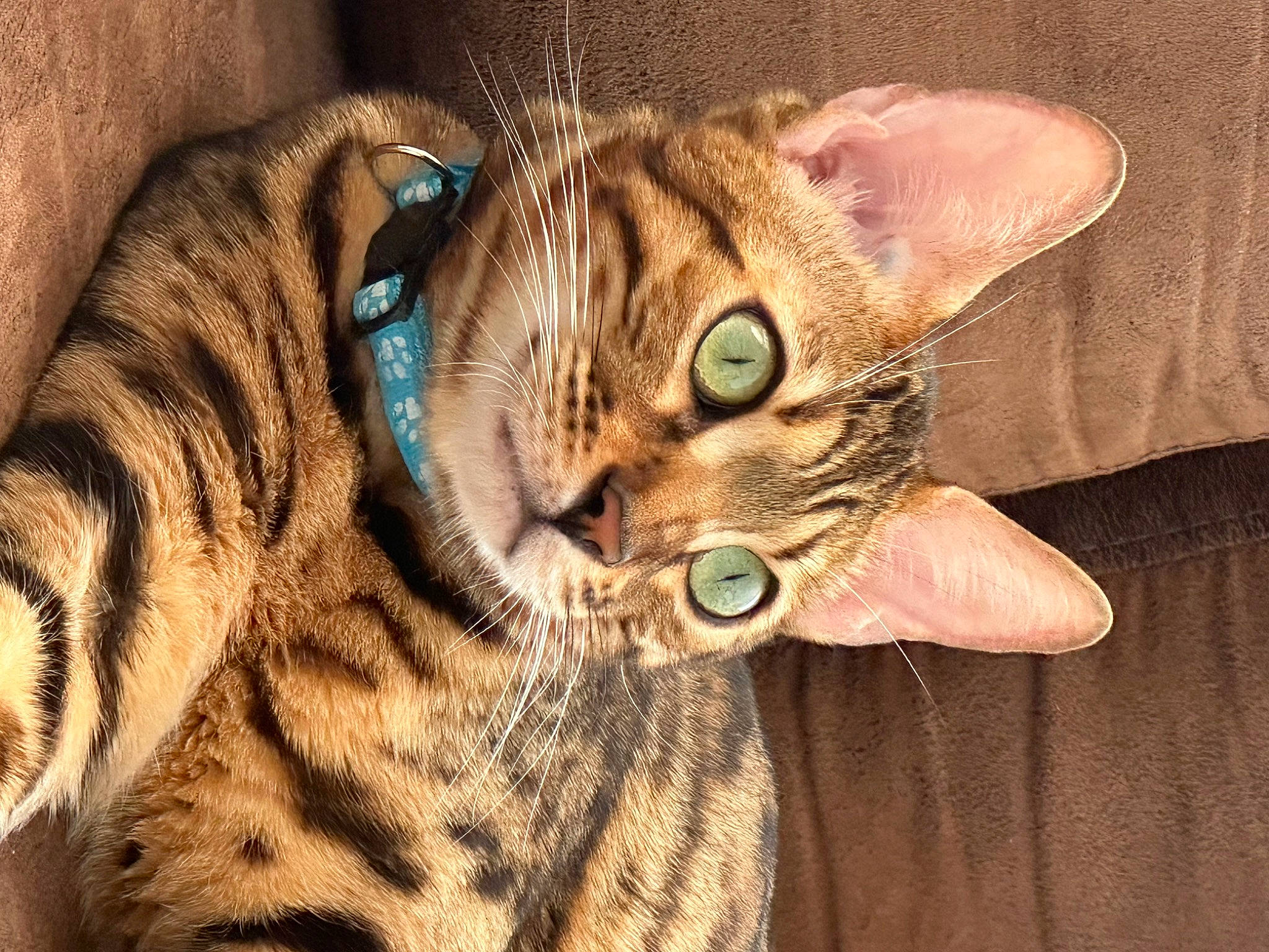 Lucci a rejoint le concours — aidez-le/la à gagner de superbes lots ! carnivore, cat, claw, domestic_short_haired_cat, ear, fawn, felidae, fur, mammal, small_to_medium_sized_cats, snout, terrestrial_animal, vertebrate, whiskers, wildlife