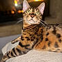 animal, bengal_cat, cat, closeup, cozy, domestic_cat, eyes, feline, fireplace, focus, fur, indoor, mammal, pet, relaxed, resting, striped, texture, warmth, whiskers