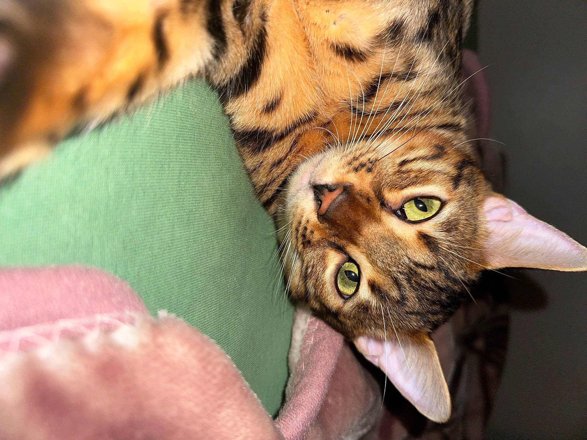 Lucci participe au concours pour gagner de l'argent avec cette photo : bengal_tiger, big_cats, carnivore, cat, claw, close_up, domestic_short_haired_cat, fang, felidae, fur, nail, organism, paw, siberian_tiger, small_to_medium_sized_cats, tail, terrestrial_animal, tiger, whiskers, wildlife