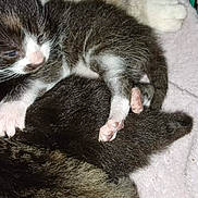 Kali participe au concours pour gagner de l'argent avec cette photo : kitten, cat, sleeping, snuggling, paw, fur, blanket, basket, cute, animal, pet, newborn, resting, soft, black_and_white, striped, closeup, young, cozy, domestic