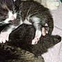 kitten, cat, sleeping, snuggling, paw, fur, blanket, basket, cute, animal, pet, newborn, resting, soft, black_and_white, striped, closeup, young, cozy, domestic