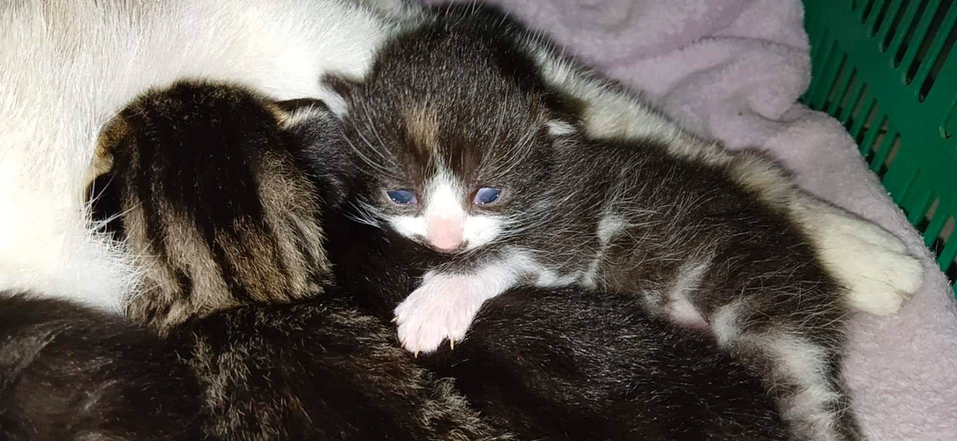 Kali participe au concours pour gagner de l'argent avec cette photo : animal, basket, blanket, cat, closeup, cozy, cute, domestic, fur, furry, kitten, mammal, newborn, pet, pink_nose, resting, sleeping, snuggling, whiskers, young