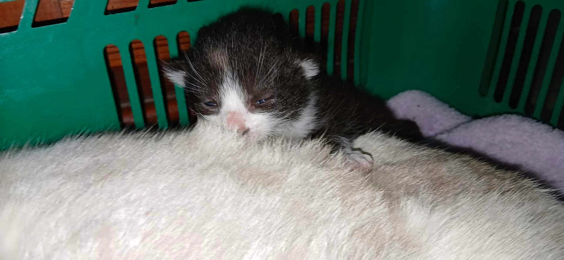 Kali participe au concours pour gagner de l'argent avec cette photo : kitten, cat, sleepy, fur, basket, green, pet, animal, closeup, snuggling, young, cute, whiskers, indoor, cozy, blanket, mammal, resting, small, comfort