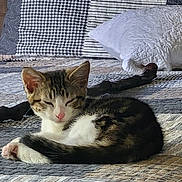 Tubs joined the competition — help win amazing prizes! kitten, cat, sleeping, quilt, pillow, bed, striped, patterned, fur, closeup, indoor, resting, cute, pet, domestic_animal, feline, cozy, calm, soft_light, home