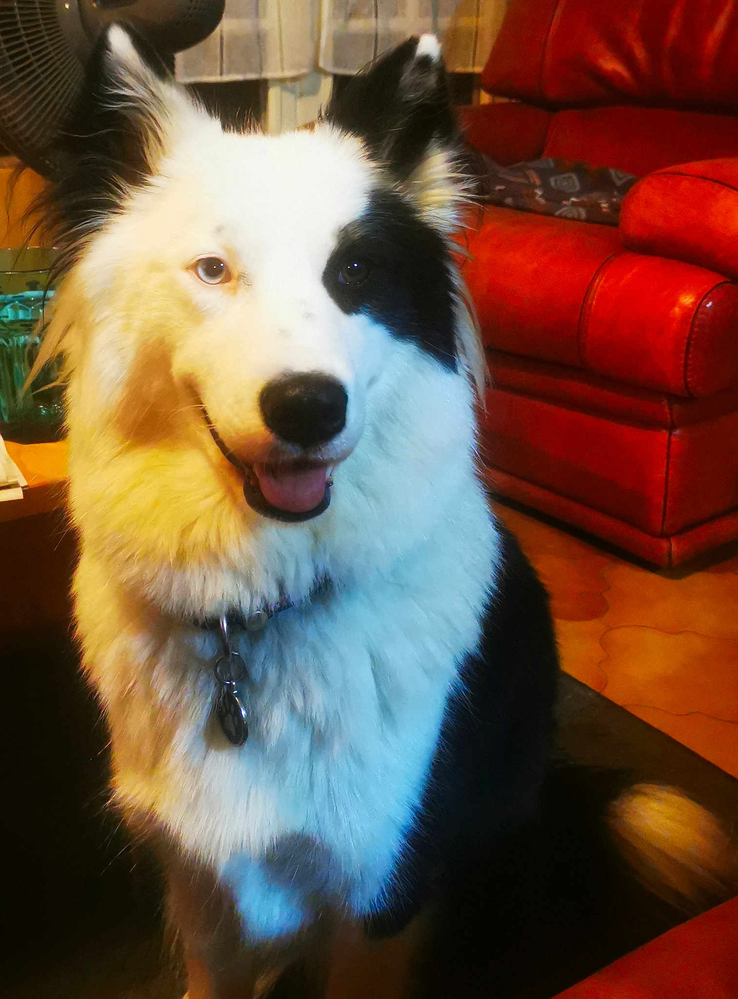 Nymeria