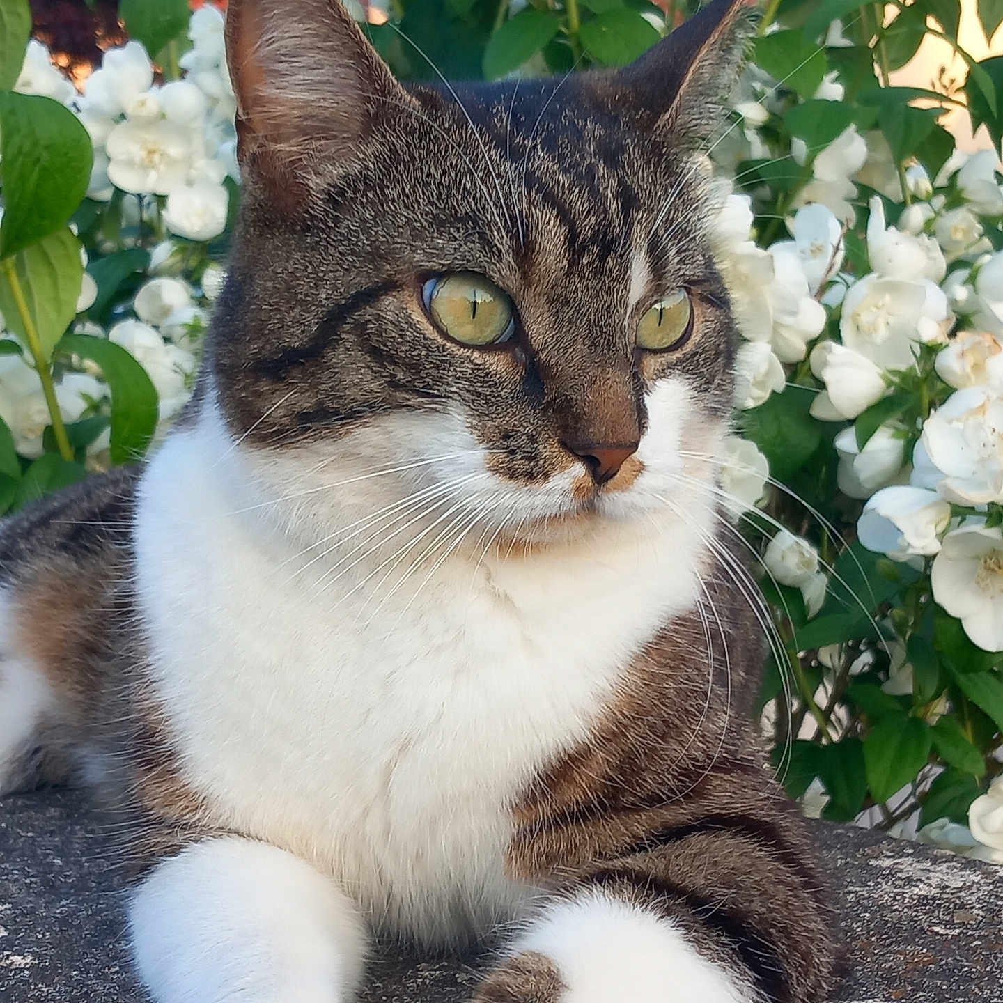 Sam a rejoint le concours — aidez-le/la à gagner de superbes lots ! animal, cat, close_up, cute, daylight, feline, flower, garden, green_leaf, mammal, nature, outdoor, paws, pet, portrait, relaxed, stone, tabby, whiskers, white_flower