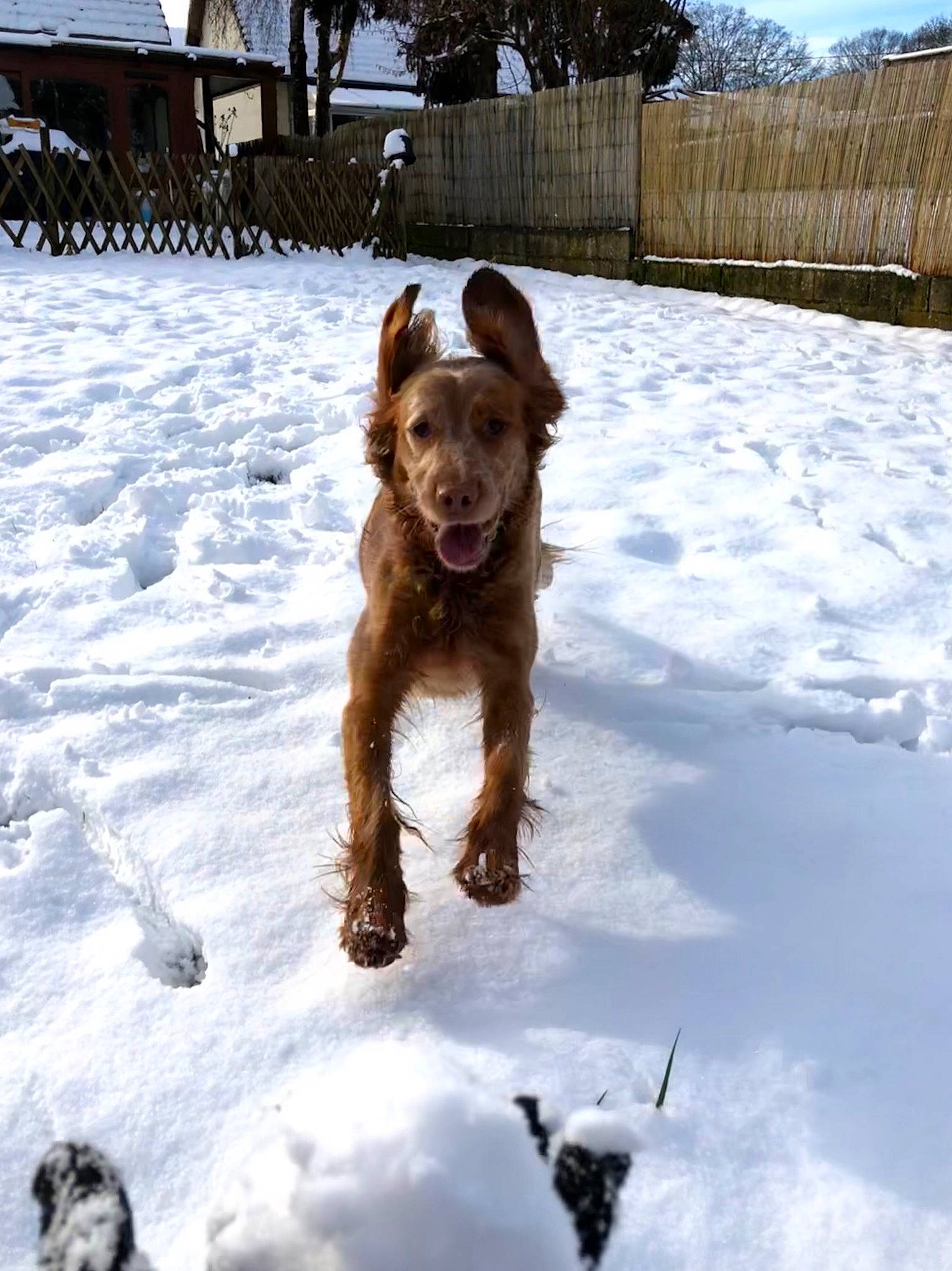 Jeena a rejoint le concours — aidez-le/la à gagner de superbes lots ! canidae, carnivore, dog, dog_breed, english_cocker_spaniel, irish_terrier, liver, mammal, retriever, setter, snow, spaniel, sporting_group, winter