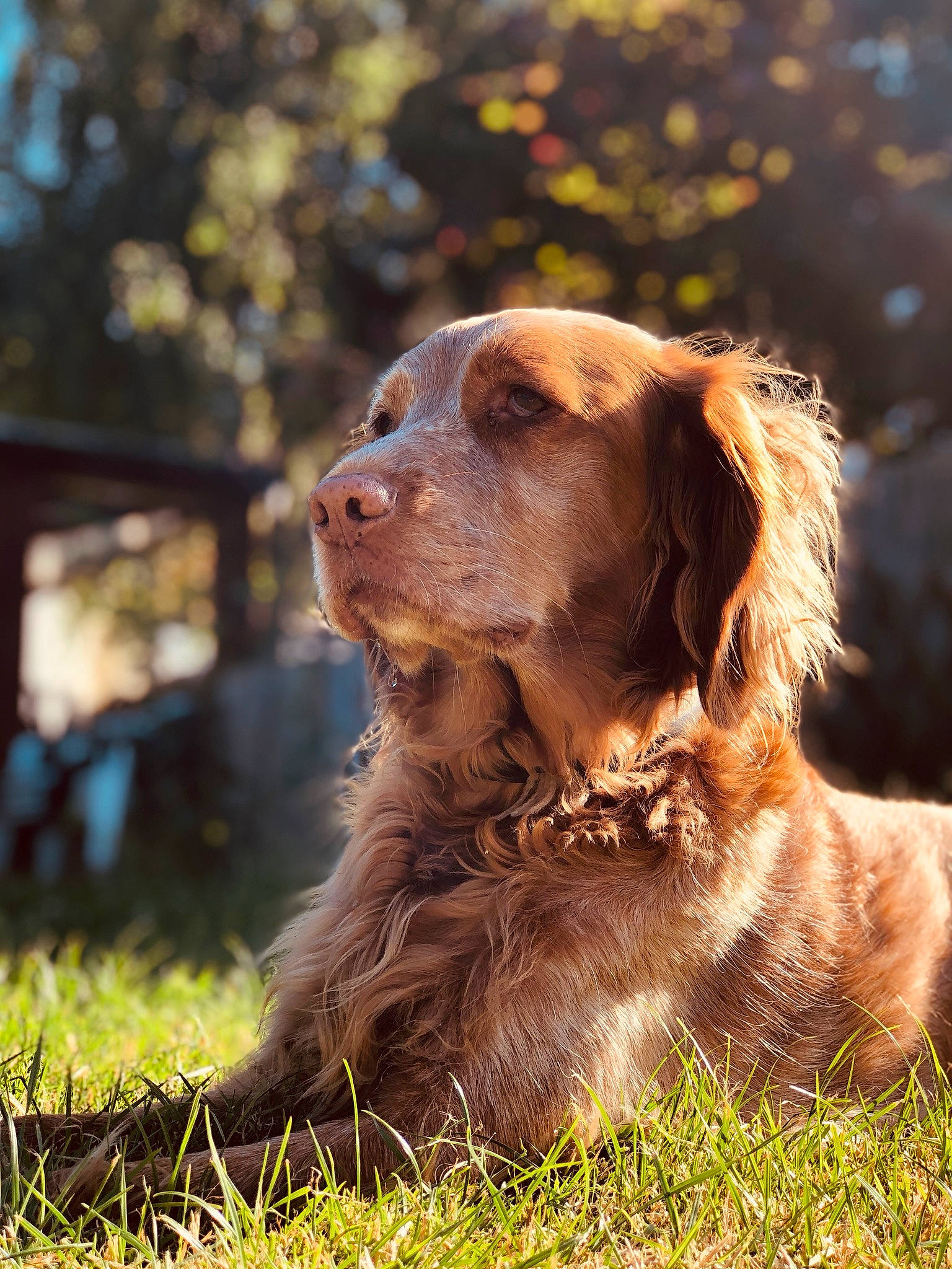 Jeena a rejoint le concours — aidez-le/la à gagner de superbes lots ! boykin_spaniel, canidae, carnivore, cocker_spaniel, dog, dog_breed, english_cocker_spaniel, field_spaniel, french_spaniel, german_longhaired_pointer, german_spaniel, mammal, nova_scotia_duck_tolling_retriever, picardy_spaniel, rare_breed_dog, retriever, spaniel, sporting_group, sussex_spaniel, vertebrate