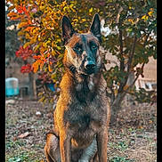 Ulka a rejoint le concours — aidez-le/la à gagner de superbes lots ! dog, belgian_malinois, animal, pet, outdoor, garden, autumn, leaves, brown, green, nature, alert, sitting, fur, ears, portrait, canine, grass, tree, daylight