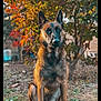 dog, belgian_malinois, animal, pet, outdoor, garden, autumn, leaves, brown, green, nature, alert, sitting, fur, ears, portrait, canine, grass, tree, daylight