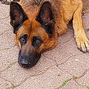 Sky a rejoint le concours — aidez-le/la à gagner de superbes lots ! dog, german_shepherd, lying_down, ears_up, brown_fur, black_fur, pavement, outdoor, pet, animal, canine, looking_up, resting, fur_texture, close_up, muzzle, paw, alert, companion, domestic_animal