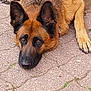 dog, german_shepherd, lying_down, ears_up, brown_fur, black_fur, pavement, outdoor, pet, animal, canine, looking_up, resting, fur_texture, close_up, muzzle, paw, alert, companion, domestic_animal