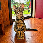 Little Bit joined the competition — help win amazing prizes! animal, cat, curious, daylight, ears, feline, glass_door, greenery, home, indoor, kitten, looking, natural_light, pet, sitting, tabby, tail, window, wooden_floor, young_cat