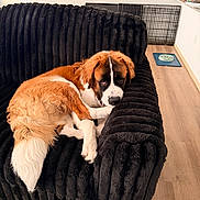 Chubbs is registered to the contest to win money with this photo: dog, saint_bernard, pet, couch, black_couch, fur, tail, paw, indoor, wood_floor, dog_bowl, crate, relaxing, resting, portrait, large_dog, white_marking, brown_fur, canine, home