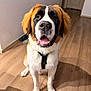 Chubbs joined the competition — help win amazing prizes! dog, saint_bernard, pet, indoor, wood_floor, harness, close_up, portrait, tongue_out, smiling, nose, ears, whiskers, front_paws, eyes, shadow, doorway, wall, happy, floor