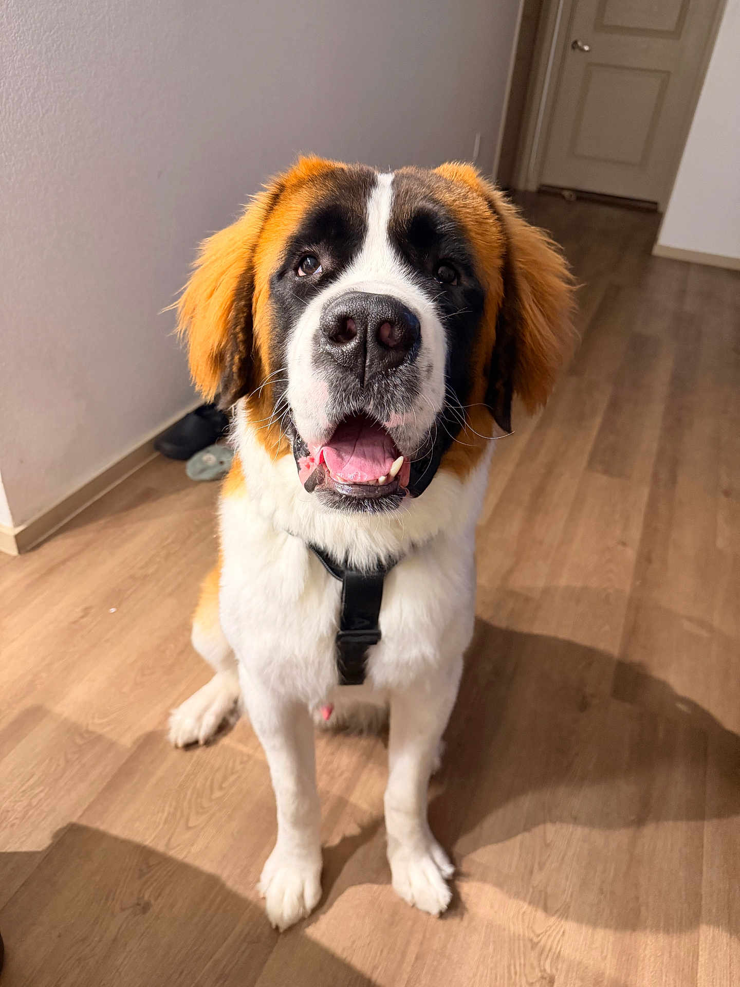 Chubbs joined the competition — help win amazing prizes! dog, saint_bernard, pet, indoor, wood_floor, harness, close_up, portrait, tongue_out, smiling, nose, ears, whiskers, front_paws, eyes, shadow, doorway, wall, happy, floor
