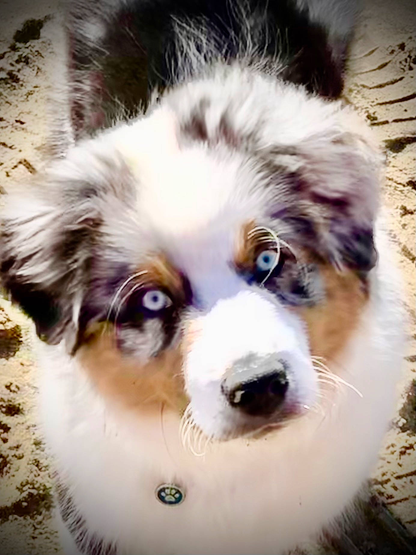 Sköll participe au concours pour gagner de l'argent avec cette photo : ancient_dog_breeds, art, australian_collie, australian_shepherd, carnivore, close_up, companion_dog, dog, dog_breed, fur, herding_dog, miniature_australian_shepherd, plant, snout, sporting_group, terrestrial_animal, whiskers, working_animal, working_dog