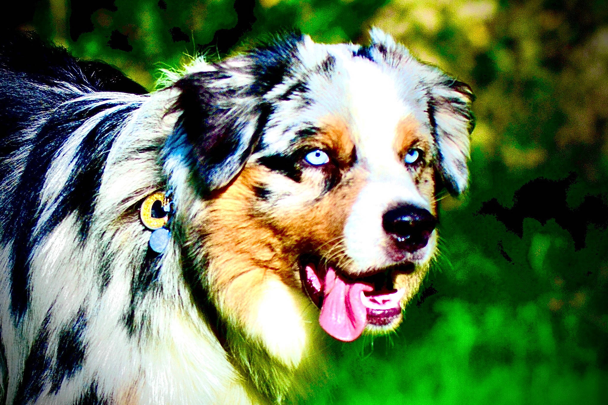 Sköll participe au concours pour gagner de l'argent avec cette photo : art, canidae, carnivore, close_up, companion_dog, dog, dog_breed, electric_blue, fur, grass, herding_dog, plant, sporting_group, terrestrial_animal, whiskers, working_dog