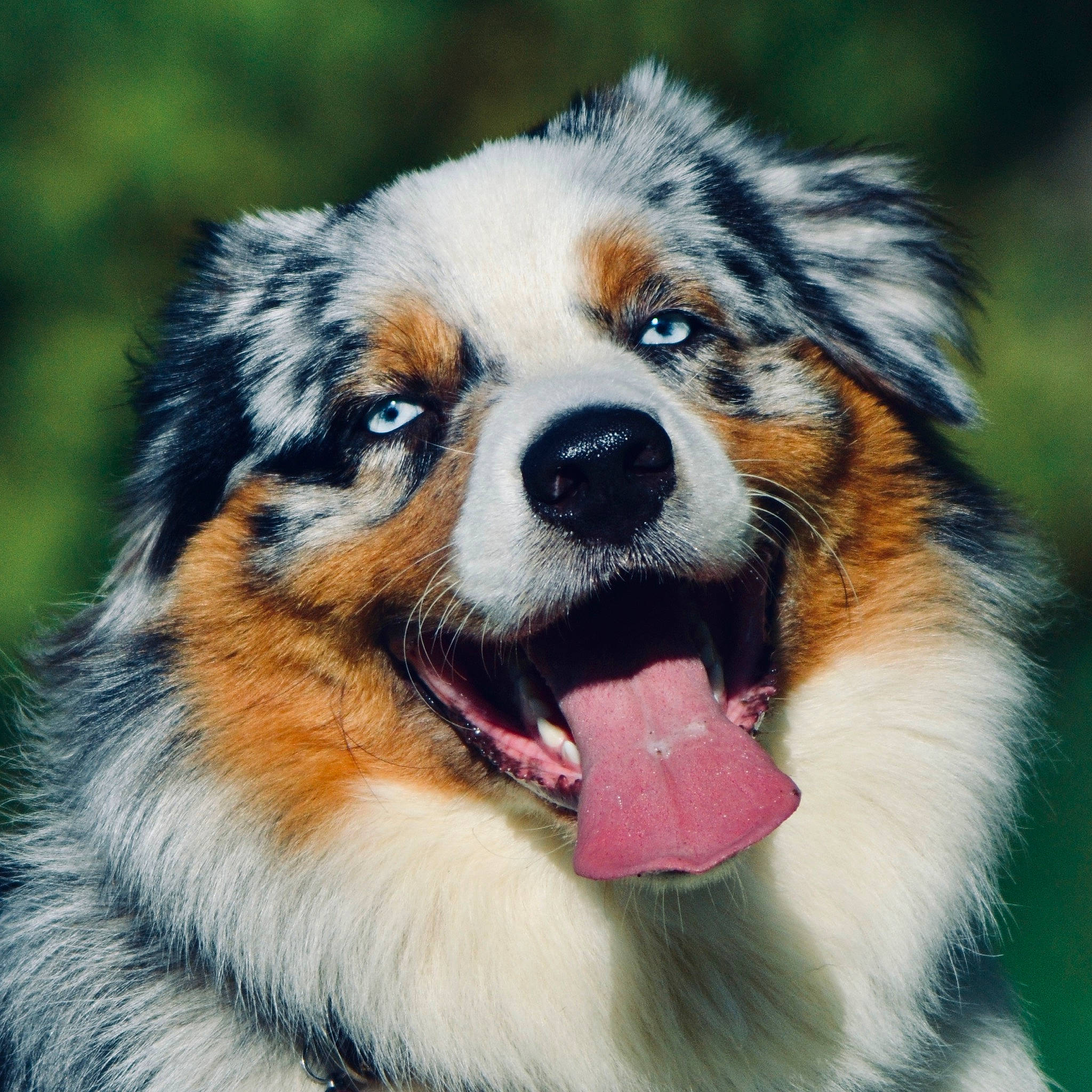 Sköll participe au concours pour gagner de l'argent avec cette photo : ancient_dog_breeds, australian_shepherd, carnivore, companion_dog, dog, dog_breed, fur, happy, herding_dog, iris, snout, sporting_group, terrestrial_animal, whiskers, working_animal, working_dog