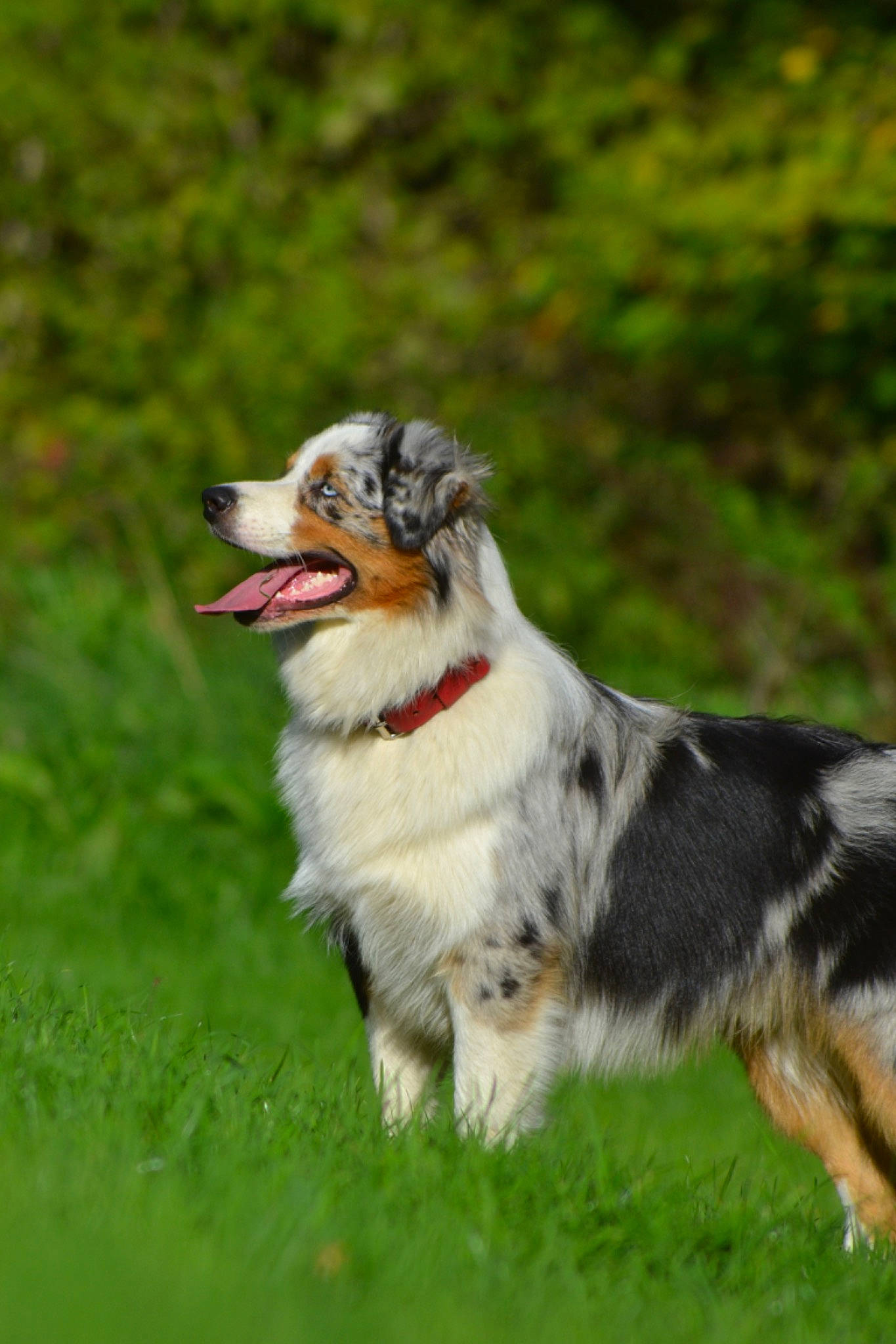 Sköll a rejoint le concours — aidez-le/la à gagner de superbes lots ! australian_collie, australian_shepherd, border_collie, carnivore, collar, companion_dog, dock_jumping, dog, dog_breed, grass, grassland, gun_dog, herding_dog, leash, plant, recreation, sporting_group, tail, terrestrial_animal, working_dog