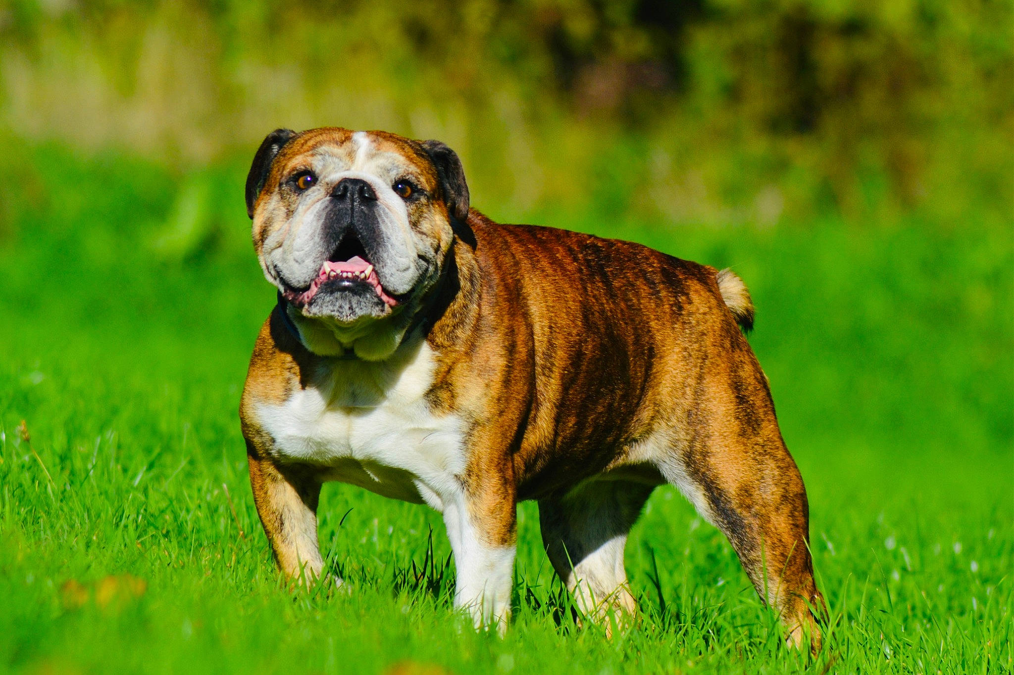 Jersey a rejoint le concours — aidez-le/la à gagner de superbes lots ! ancient_dog_breeds, bulldog, canidae, carnivore, companion_dog, dog, dog_breed, fawn, grass, grassland, non_sporting_group, old_english_bulldog, plant, snout, sporting_group, terrestrial_animal, white_english_bulldog, working_dog, wrinkle