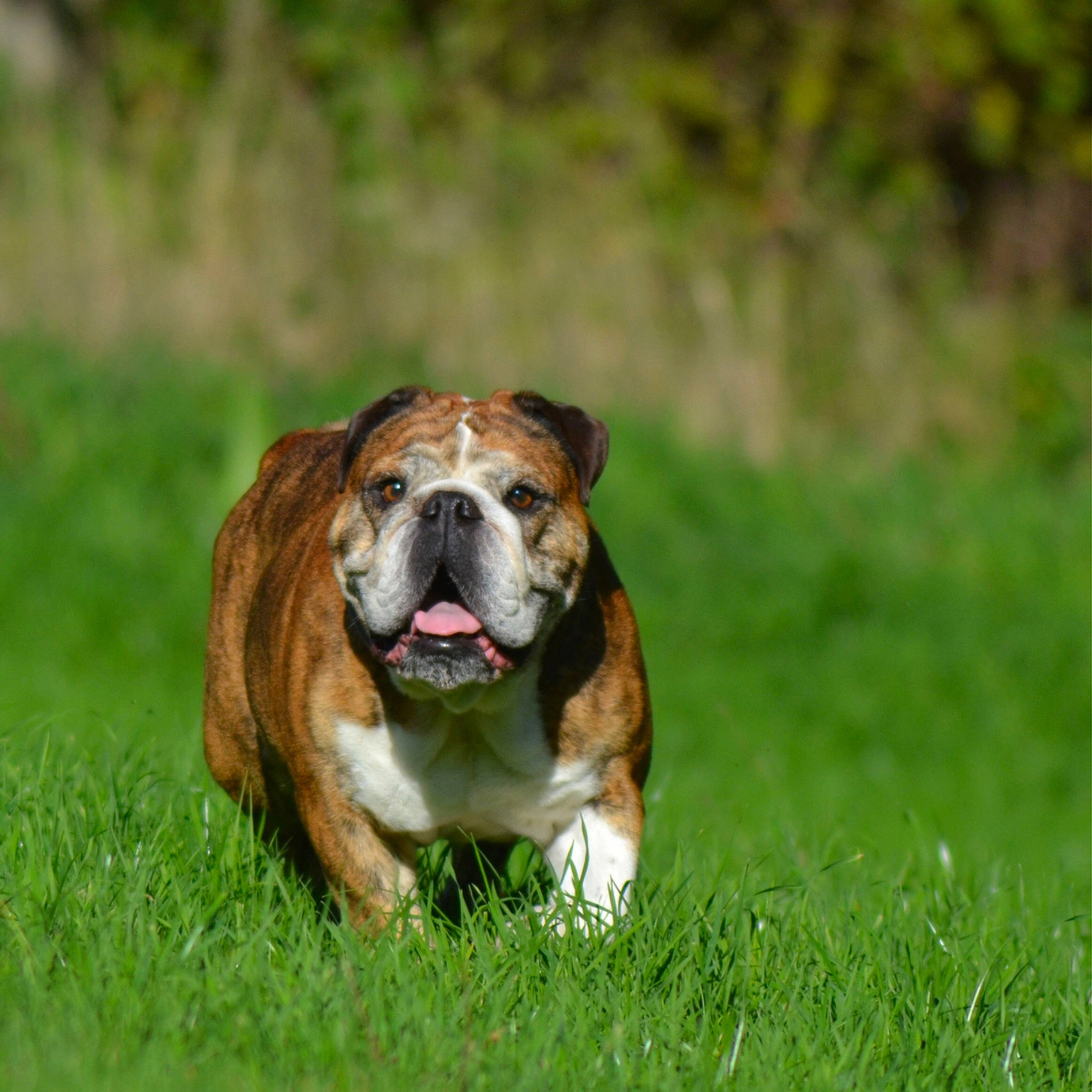 Jersey a rejoint le concours — aidez-le/la à gagner de superbes lots ! carnivore, companion_dog, dog, dog_breed, fawn, grass, grassland, liver, plant, snout, sporting_group, terrestrial_animal