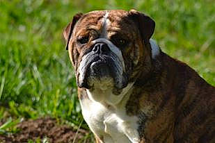 Jersey participe au concours pour gagner de l'argent avec cette photo : ancient_dog_breeds, bulldog, carnivore, companion_dog, dog, dog_breed, fawn, grass, nature, plant, snout, sporting_group, terrestrial_animal, whiskers, working_dog, wrinkle