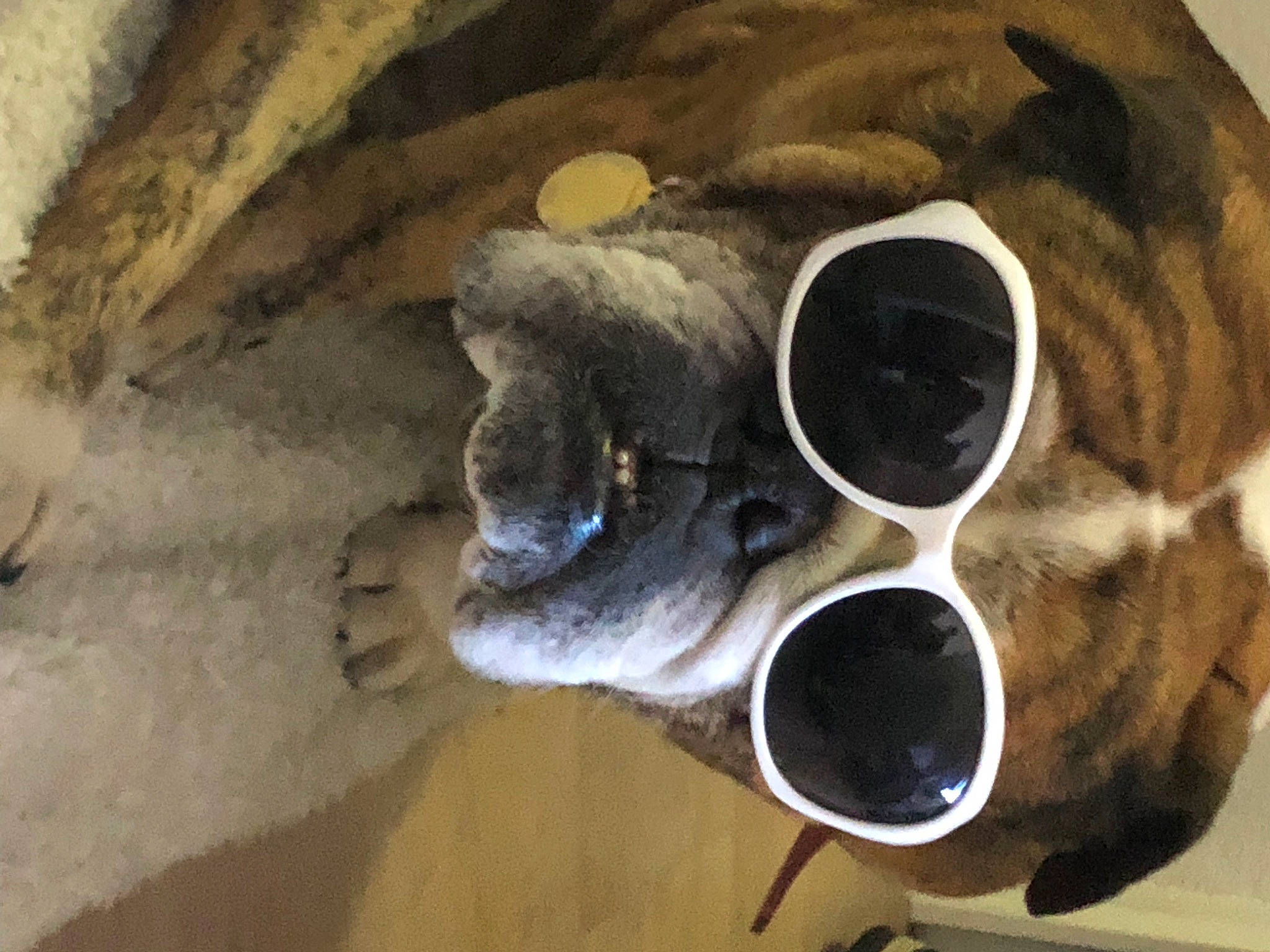 Jersey a rejoint le concours — aidez-le/la à gagner de superbes lots ! eyewear, fashion_accessory, fawn, fur, glasses, goggles, headgear, metal, pattern, personal_protective_equipment, plant, rock, snout, sunglasses, tire, tree, wood