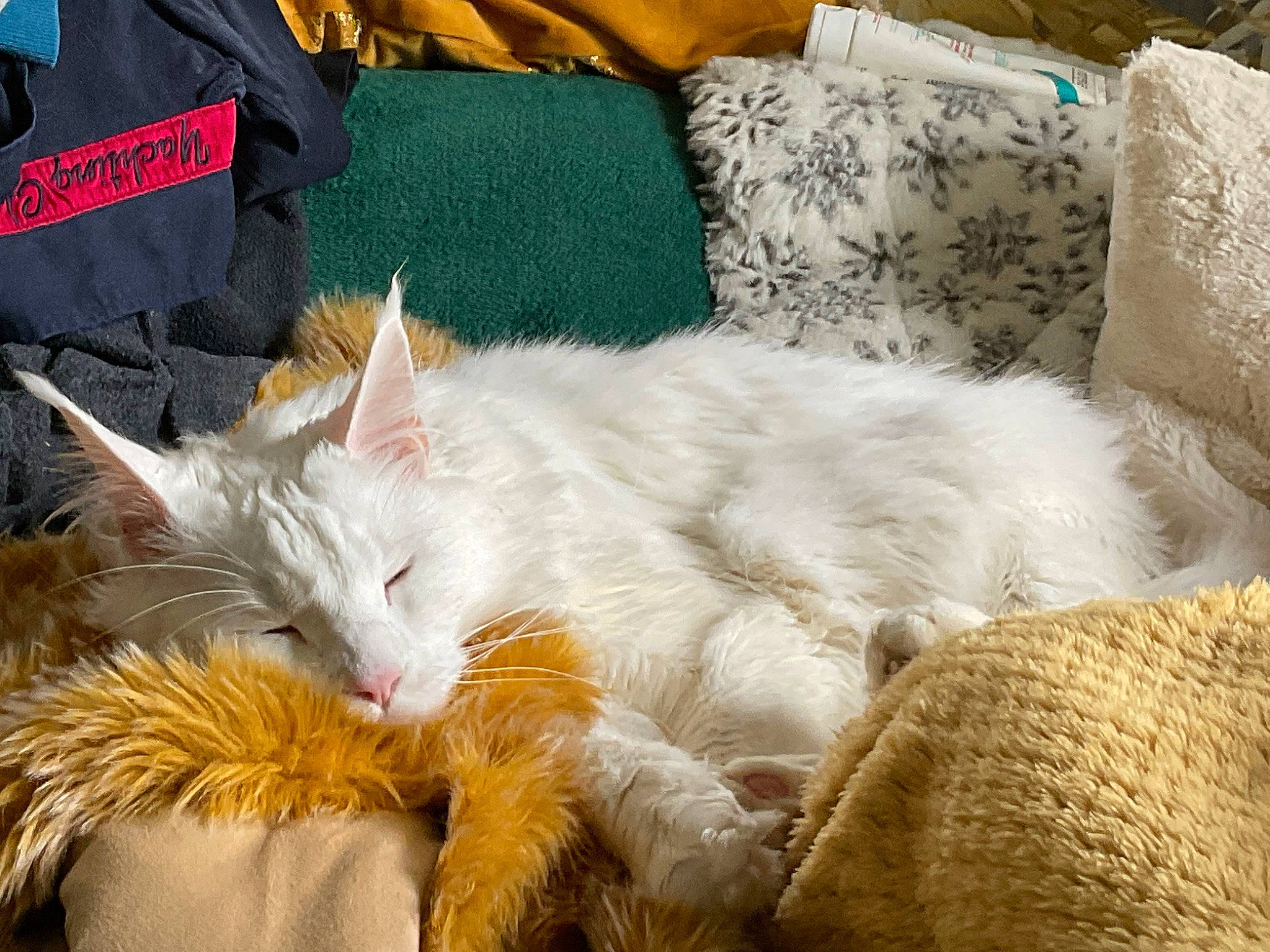 Pice a rejoint le concours — aidez-le/la à gagner de superbes lots ! carnivore, cat, claw, comfort, couch, domestic_short_haired_cat, felidae, fur, linens, nap, paw, pillow, small_to_medium_sized_cats, tail, throw_pillow, whiskers