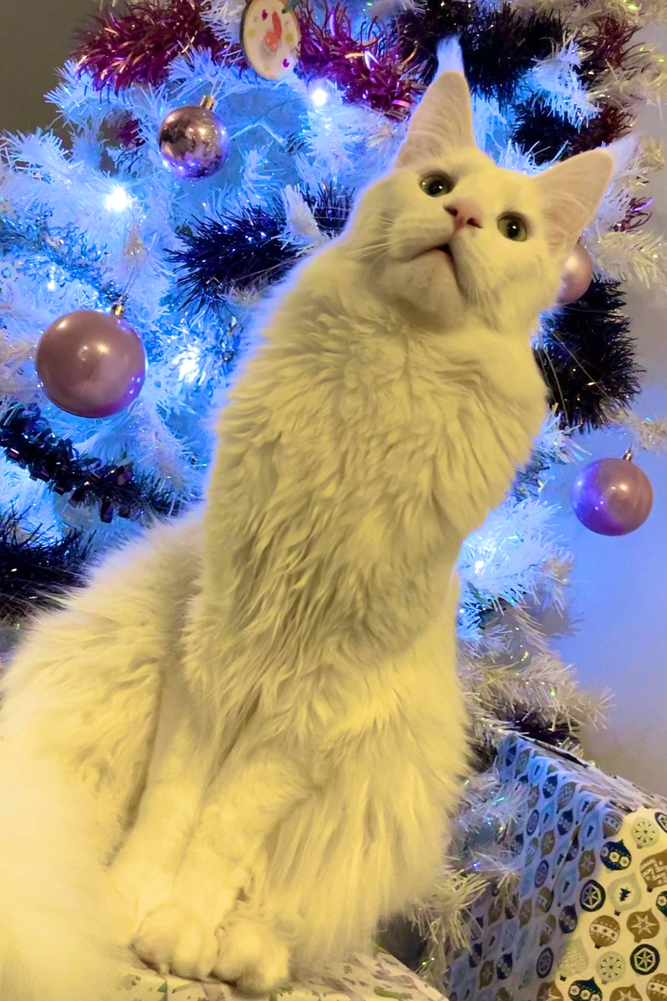 Pice participe au concours pour gagner de l'argent avec cette photo : art, blue, carnivore, cat, christmas, christmas_decoration, christmas_ornament, christmas_tree, electric_blue, event, fawn, felidae, holiday, holiday_ornament, light, ornament, plant, small_to_medium_sized_cats, snout, whiskers